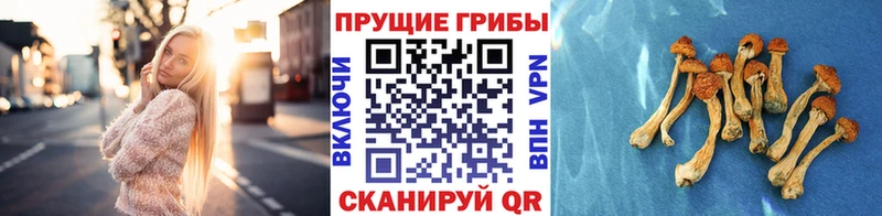 Псилоцибиновые грибы GOLDEN TEACHER Лакинск